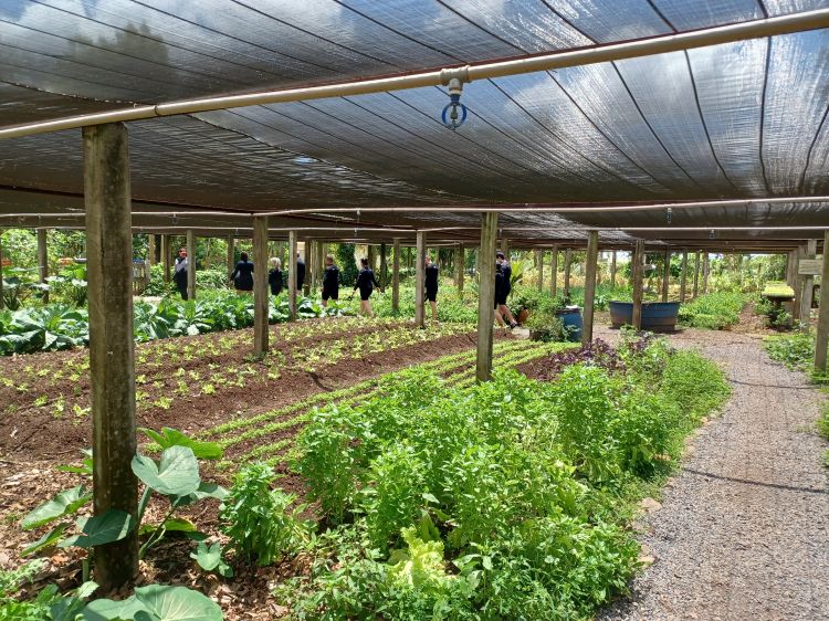 Food harvested from the organically managed garden is used to prepare tasty meals for lunch served on the farm. The visit to the site takes place on the way to see the crystal clear waters of the Olho D'Água river to begin the tour.