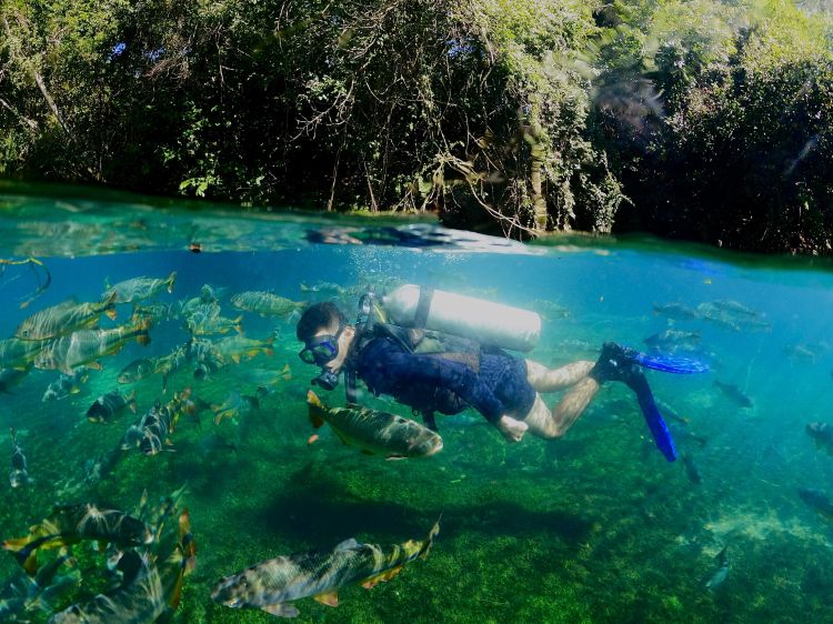 Descubra as maravilhas das águas cristalinas do Recanto Ecológico Rio da Prata em um mergulho único.