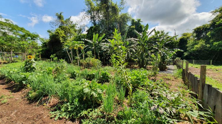 A Agrofloresta da Estância Mimosa é um exemplo vivo de harmonia entre produção e preservação.