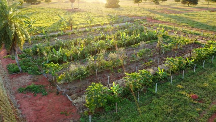 O Recanto Ecológico Rio da Prata integra práticas de agrofloresta para promover sustentabilidade e regeneração ambiental. Essa abordagem combina plantio de árvores nativas e cultivo agrícola, restaurando solos e fortalecendo a biodiversidade, enquanto incentiva práticas produtivas em harmonia com a natureza.