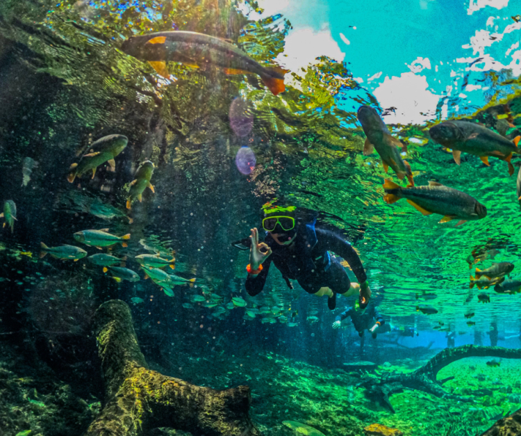 Descubra a aventura da flutuação no Rio da Prata, uma atividade de ecoturismo imperdível na regiião de Bonito/MS, onde a natureza revela sua beleza intocada.