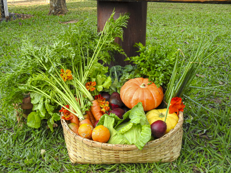 Na Agrofloresta da Estância Mimosa, produtos são colhidos diretamente da natureza, valorizando práticas sustentáveis e o equilíbrio ambiental. 