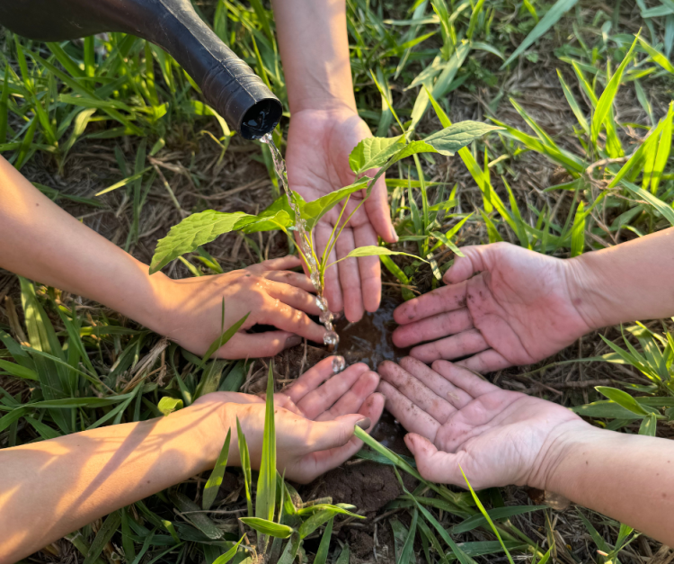 No Recanto Ecológico Rio da Prata, o turismo regenerativo ganha vida com ações que vão além da preservação. Além de explorar a natureza, os visitantes podem participar do plantio de mudas produzidas no viveiro local, contribuindo diretamente para o reflorestamento e a captura de carbono. 