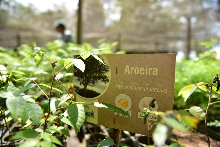 Produzindo espécies nativas do Cerrado para projetos de reflorestamento, as mudas produzidas no viveiro do Recanto Ecológico Rio da Prata são utilizadas na recuperação de áreas degradadas, plantio no Bosque da Esperança e doadas para ações ambientais, fortalecendo o compromisso com a conservação da biodiversidade.