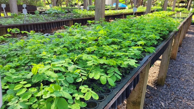 O viveiro de mudas do Recanto Ecológico Rio da Prata destaca-se pela diversidade, com a produção de inúmeras espécies nativas do Cerrado